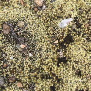 Meet your Posher, Mickaylah